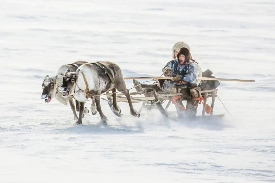 俄罗斯亚马尔半岛,当地人在冬天的特色交通工具——鹿拉雪橇.