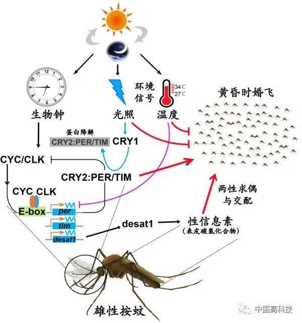 前沿科技中科院科学家研究揭示疟疾媒介按蚊婚飞和求偶的奥秘