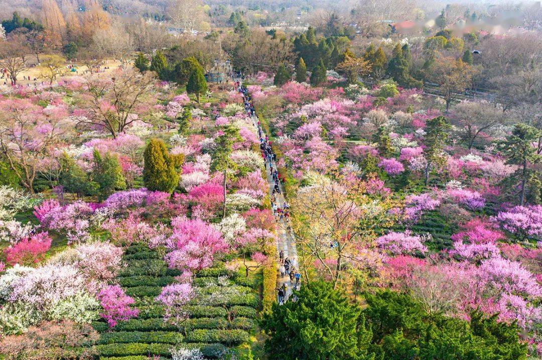 南京春季赏花地图一整个春天都在这里了