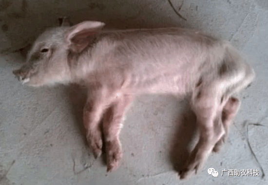 发病原因:引起增生性回肠炎的是猪胞内劳森氏菌,此菌最容易在肠上皮