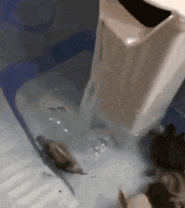 搞笑GIF:请问哪里可以买到这样的水果,我全包了