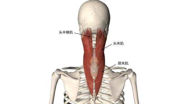 头夹肌:起点:项韧带的下部,第七颈椎棘突和胸一到胸三胸椎棘突,止点