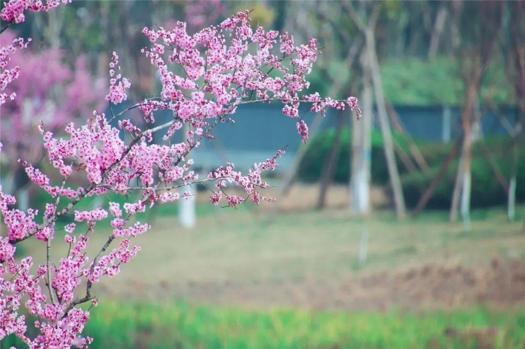 皆是美景 嫩绿的新芽悄悄探出了头 空气中弥漫着淡淡花草清香 道路