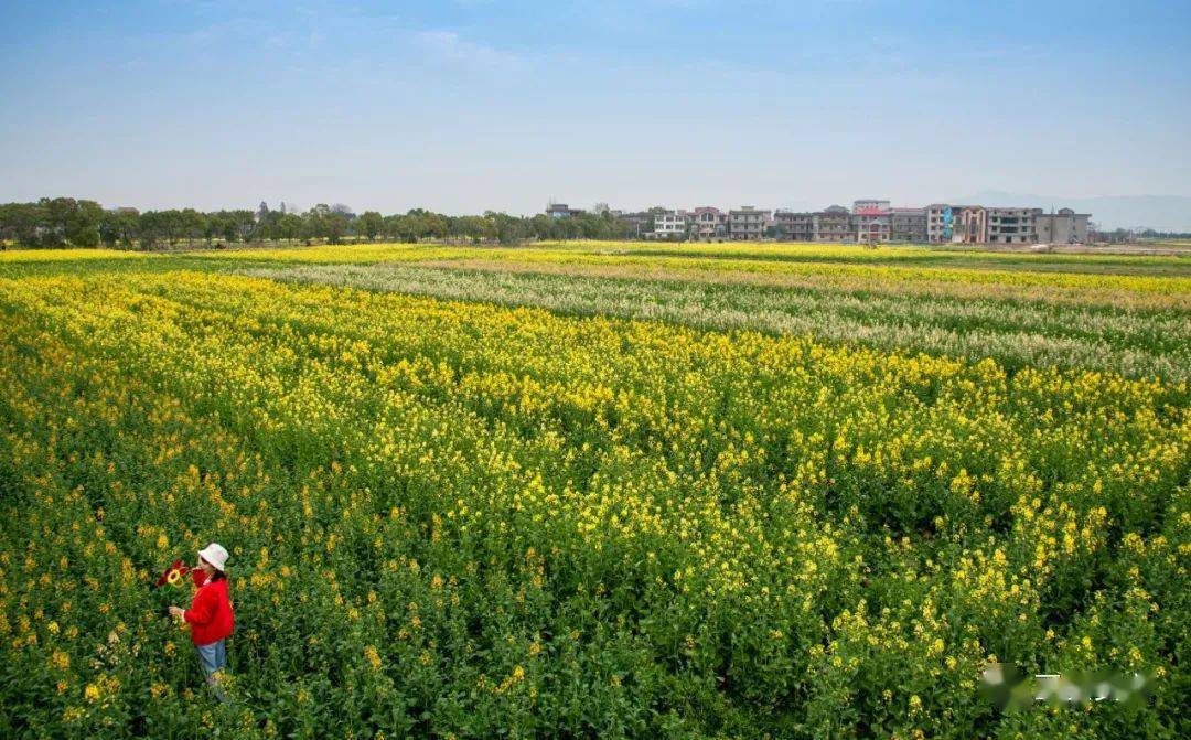 安义多彩油菜花惊艳上线,等你来