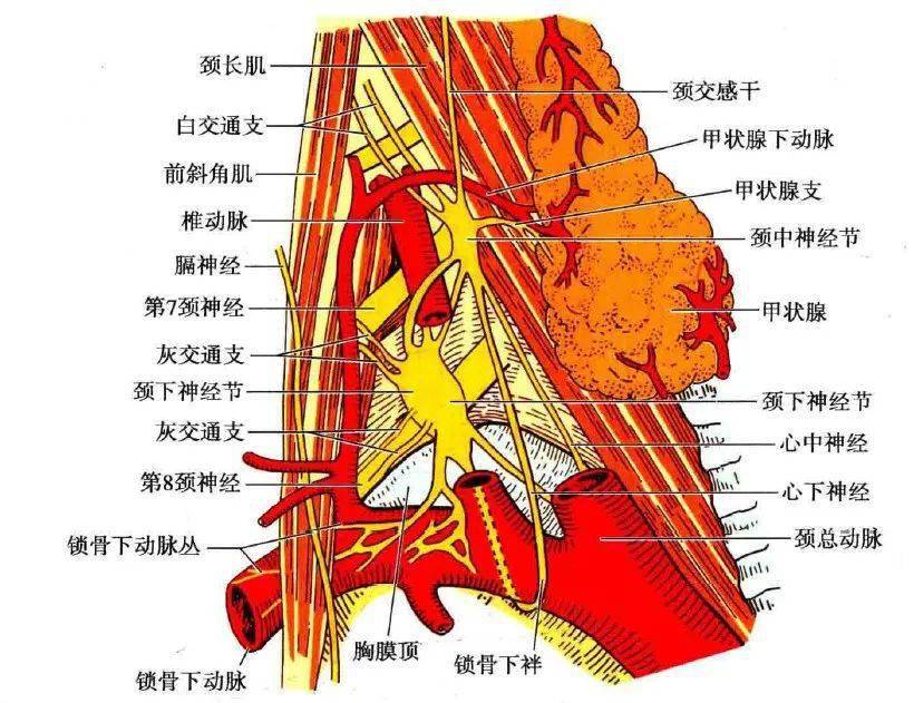 它与颈下神经节之间的节间支,多为双支或多支,单支者很少见,均自节的