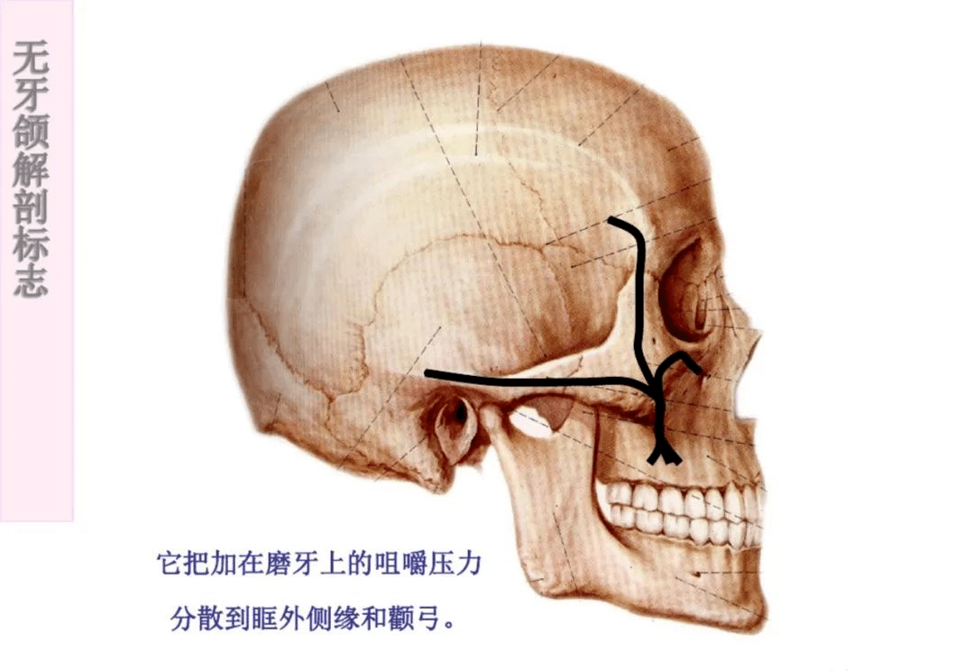 【干货】无牙颌解剖标志