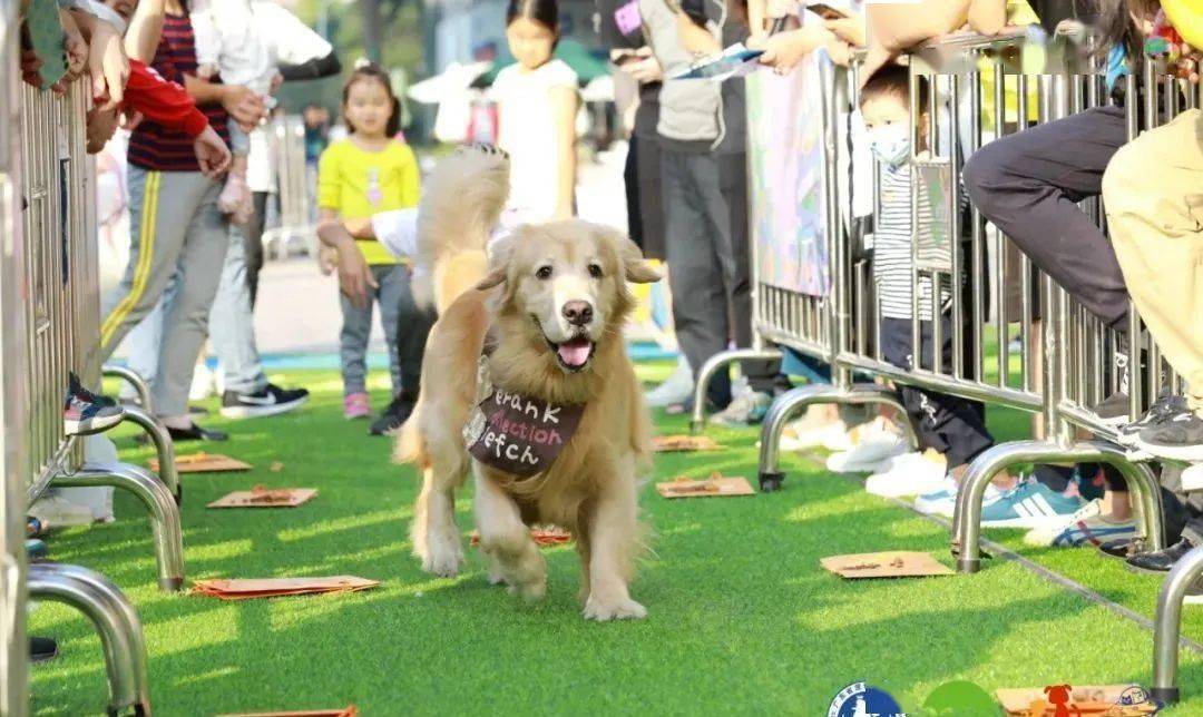 3月6-7日南山区侨城坊 一场精彩纷呈的宠物社交活动_狗狗