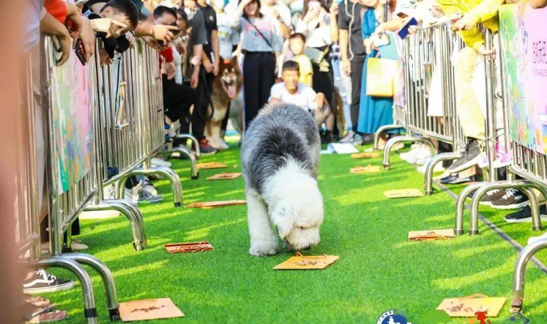 3月6-7日南山区侨城坊 一场精彩纷呈的宠物社交活动_狗狗