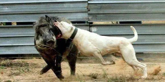 世界十大最凶猛的狗:藏獒只排第六,第一名发起疯主人也咬死_杜高犬