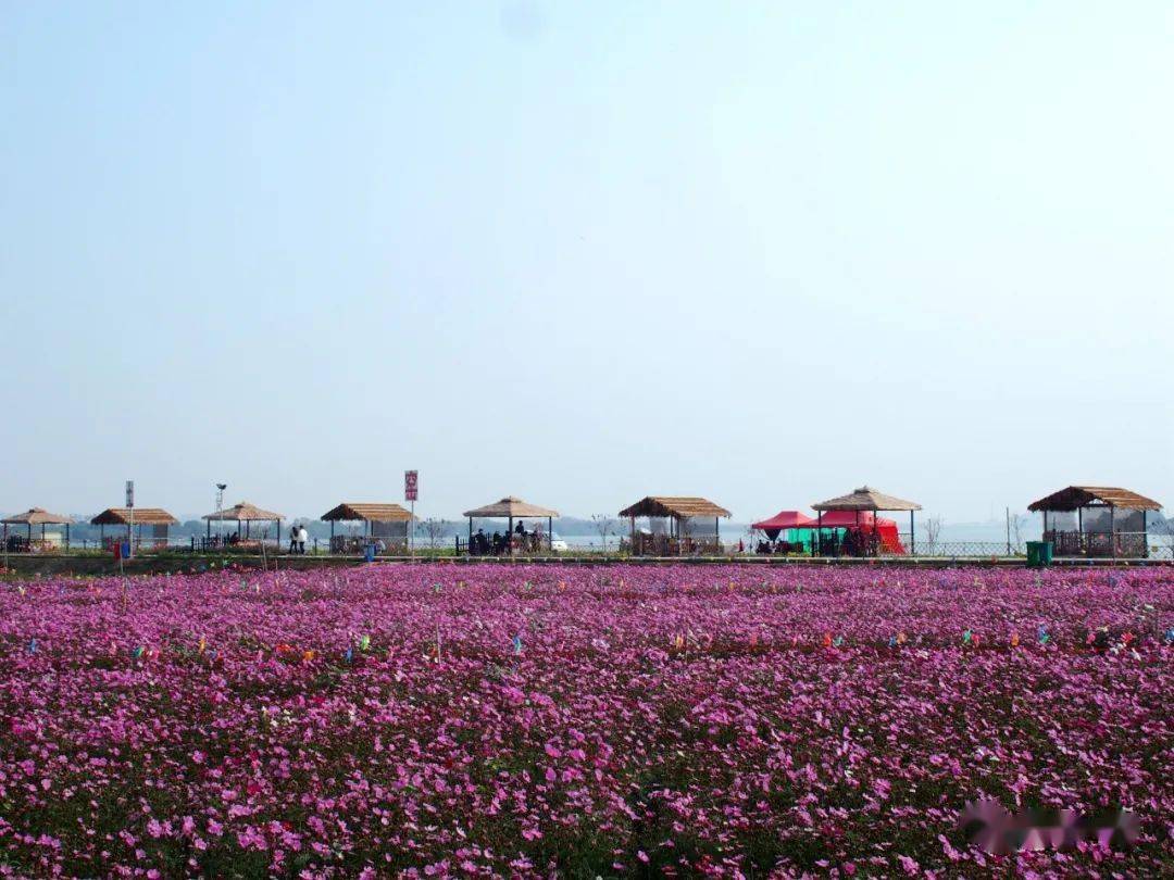 溪东新颜·雅逸风铃花_的花海