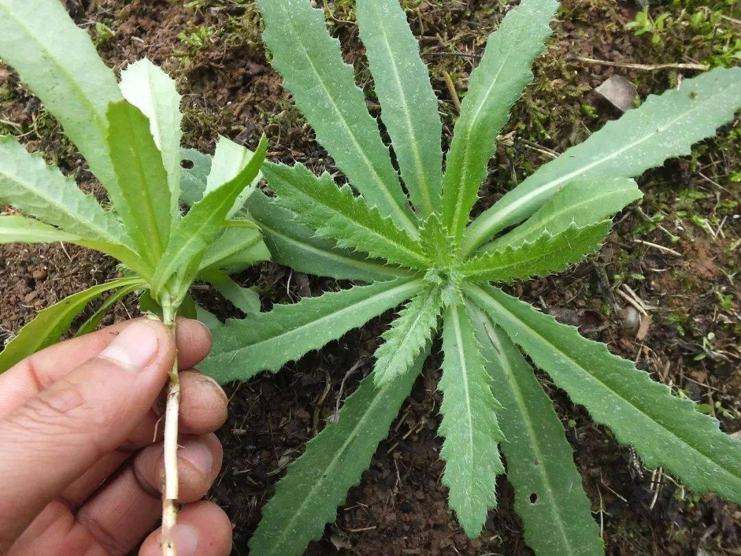 民间传说木槿花煎蛋可治头晕.