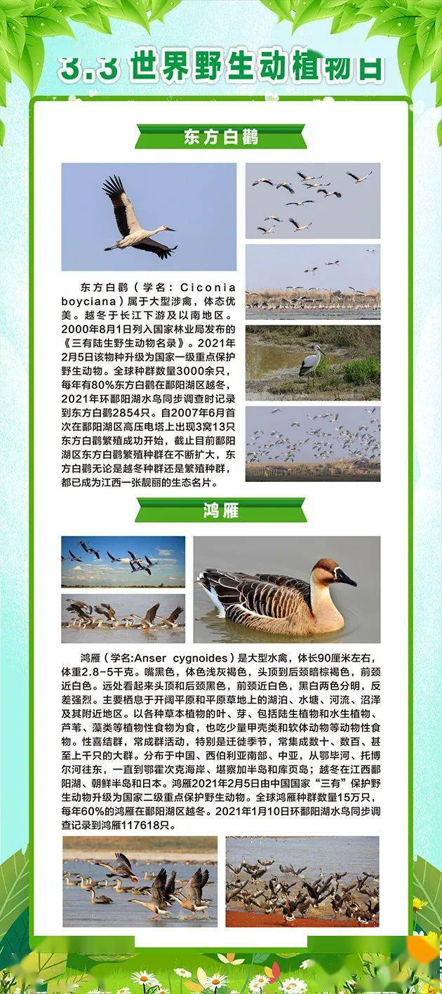 野生动物保护任重道远 生态江西建设上下同心
