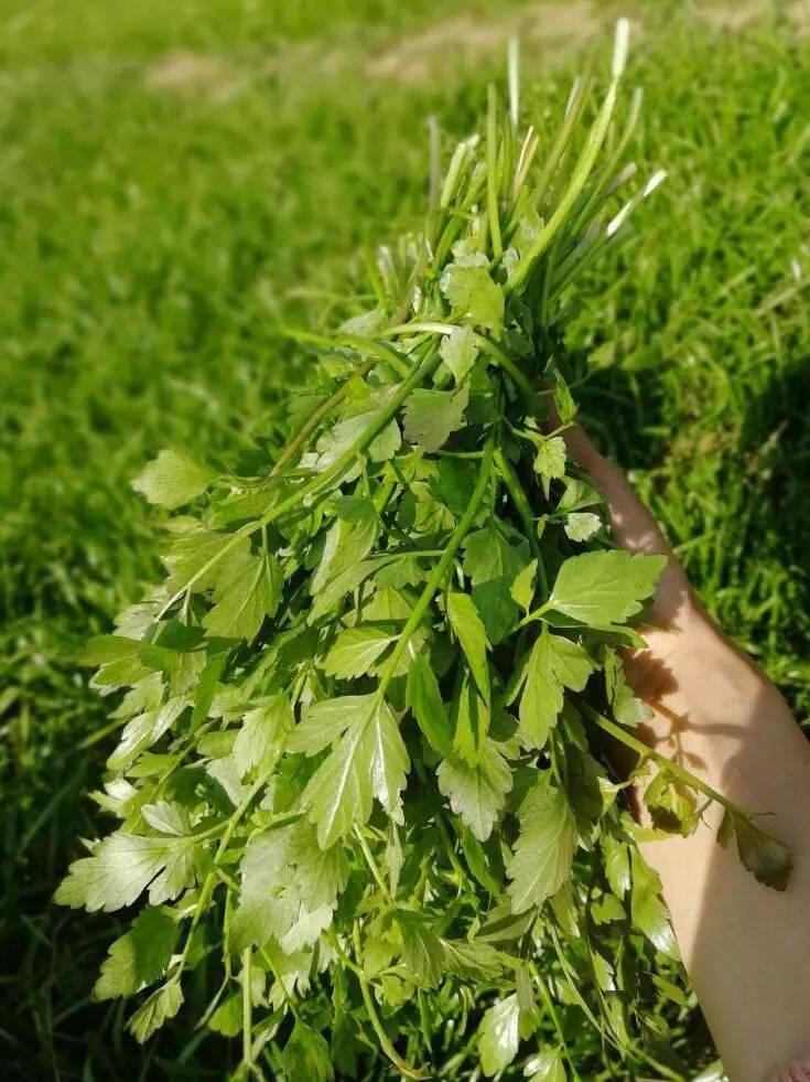 早春第一批野菜强势登陆米易菜市场米易人抢到买的居然是它