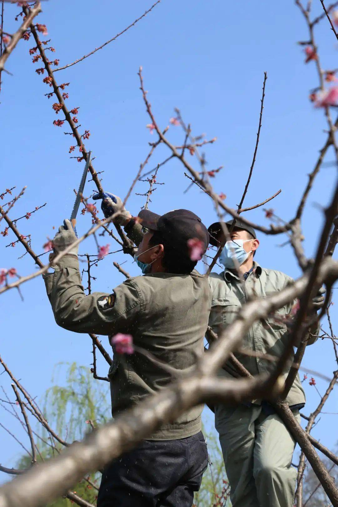 园林工人还会进行细微地修剪,减去无花芽的枝条,让盛花期的梅花树呈现