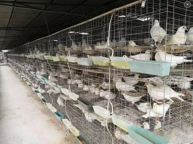 【经验有点老,但很有效】肉鸽低成本养殖新技术