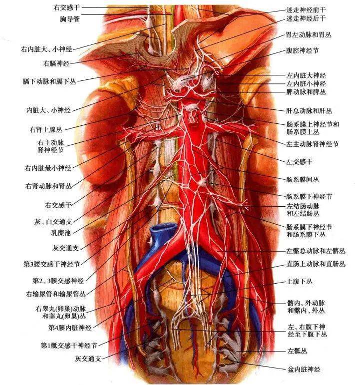 左右肾上腺之间,纤维交织成致密的网包绕腹腔动脉及肠系膜上动脉根部