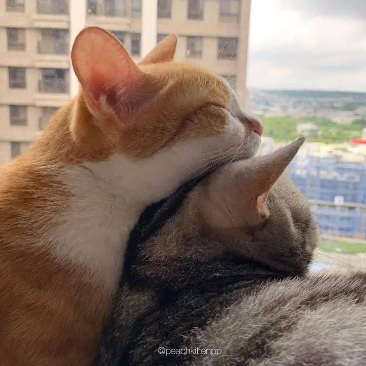 当猫猫在做这事,请离它远一点,不然下一个倒霉的就是你!