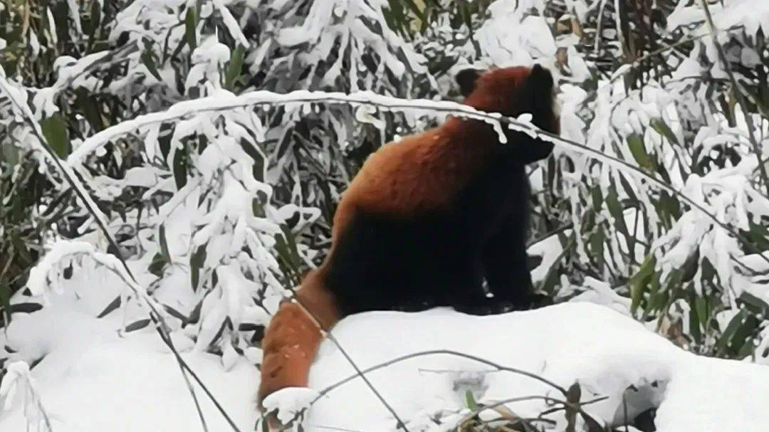 超治愈!瓦屋山小熊猫在雪地里卖萌,颜值惊人