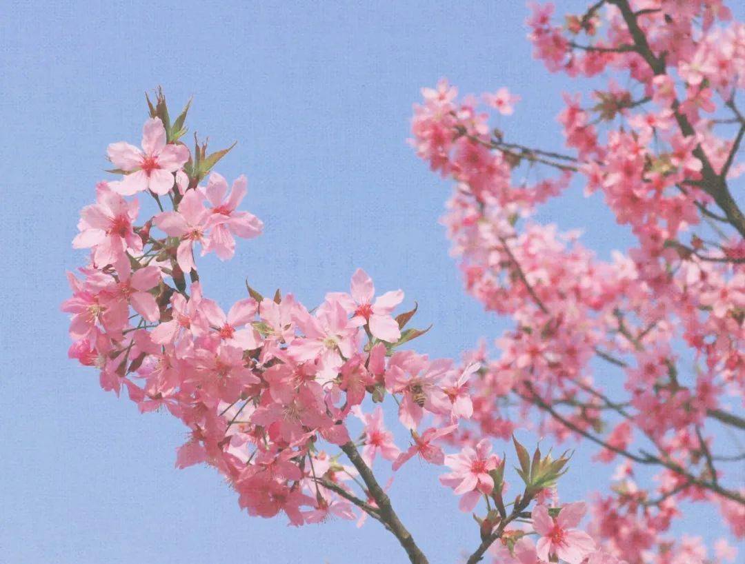 绵碚一家亲 || 春日赏樱季~北碚这两个地方的樱花开了