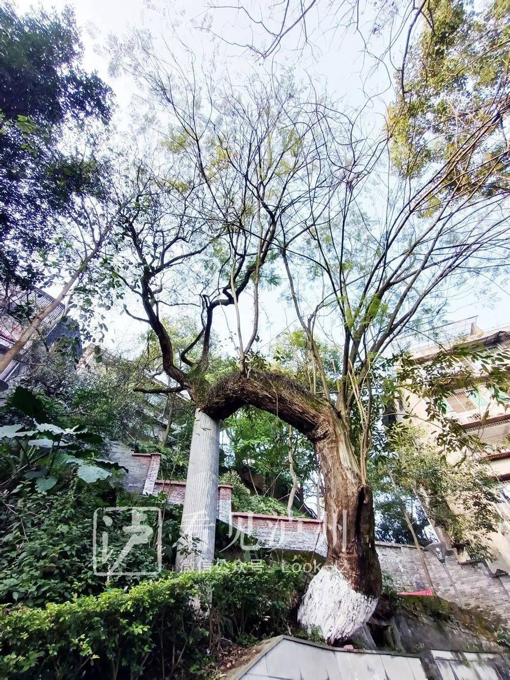 泸州这两棵树,竟然"长在一起"了!网友:高级秀恩爱?