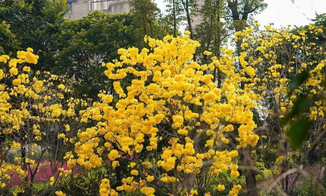 【时节】开远"网红"黄花风铃木开花啦,满城尽是"黄金甲"