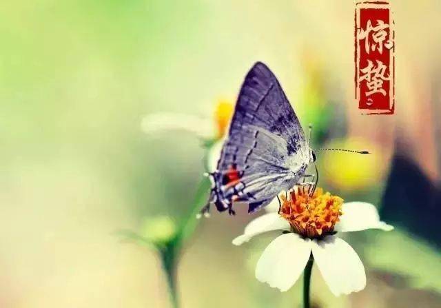 3月5日惊蛰最漂亮早上好动态表情图片及动图美图大全 最牛逼的一句话!