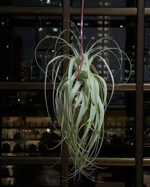 空凤/空气凤梨图鉴——薄纱(tillandsia gardneri)