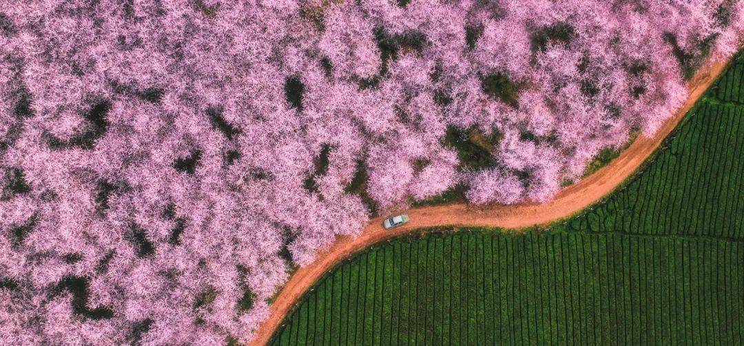 三月遇见·樱花 遇见--贵州_平坝