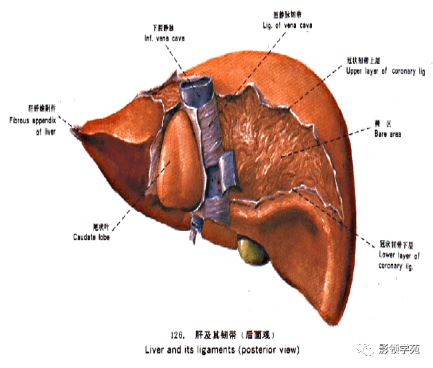 肝段就是以glisson 系统为中心,包括其所属血供和胆汁引流的肝组织所