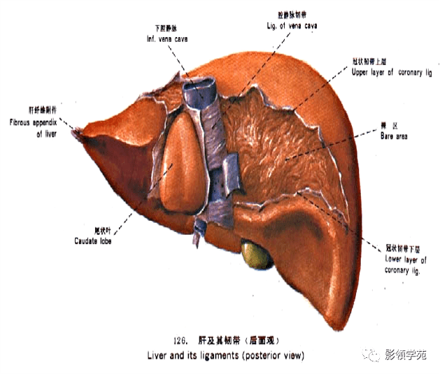 最全总结 | 肝脏的表面解剖及分叶分段,太赞了