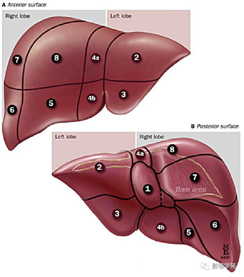 最全总结 肝脏的表面解剖及分叶分段,太赞了