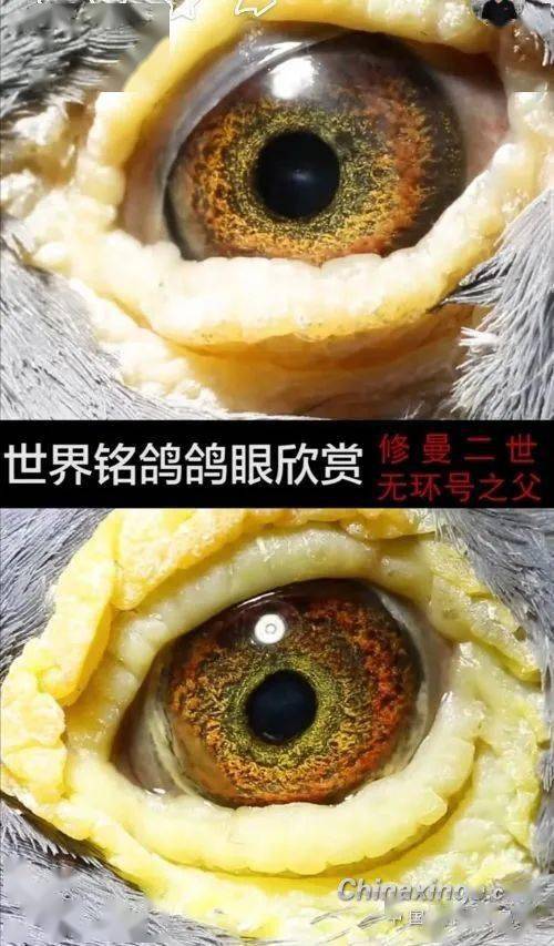 鸽眼的奥秘:这些才是真的好鸽眼!