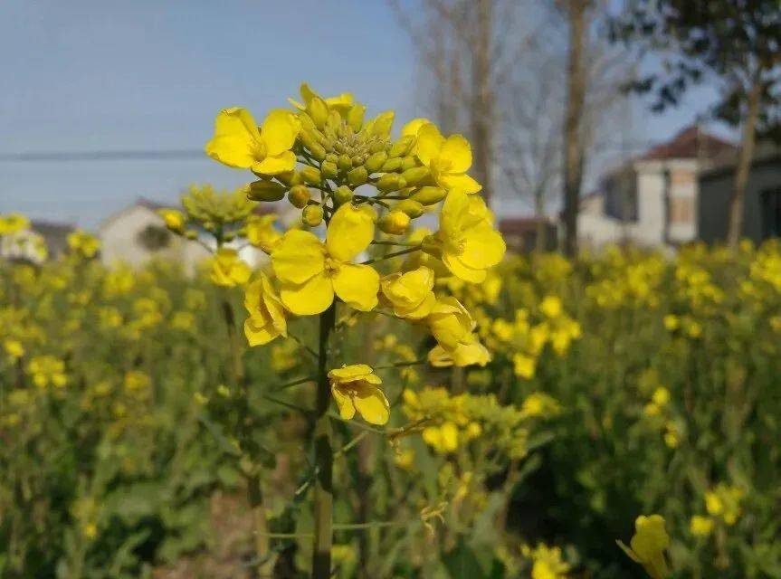 春天到,菜花黄,人发狂…_患者