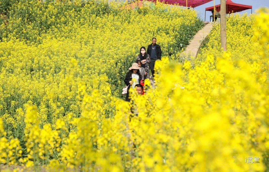 火爆武胜沙溪油菜花太美了新华社都报道了