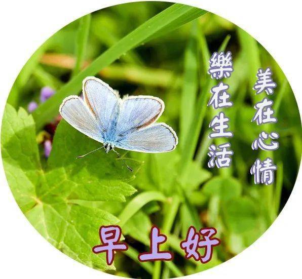 3月8日女神节早上好漂亮的鲜花美图送给大家,祝你们快乐相随,天天开心