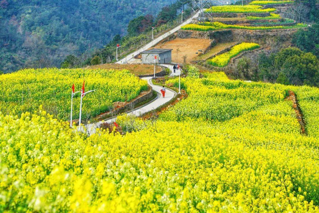 美图来袭!乐清这些地方油菜花盛开,等你来踏春