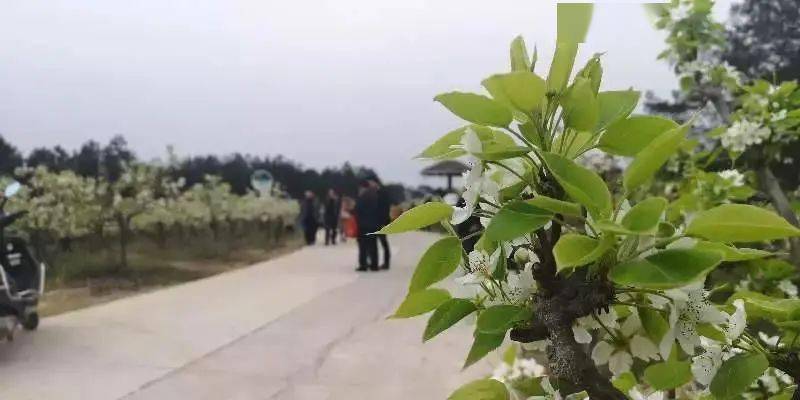 安州区花荄镇红花源国家级aaa景区 如果想看梨花,来这里就对了