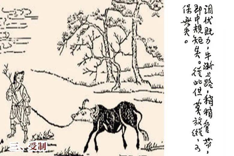 欣赏牧牛难还是调心易普明禅师牧牛图颂给你答案