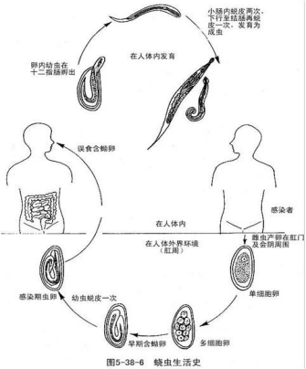 温州女宝宝私处痒,脱下裤子看,一条白色蠕动的虫子!