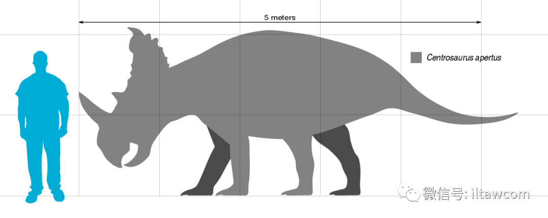 centrosaurus apertus