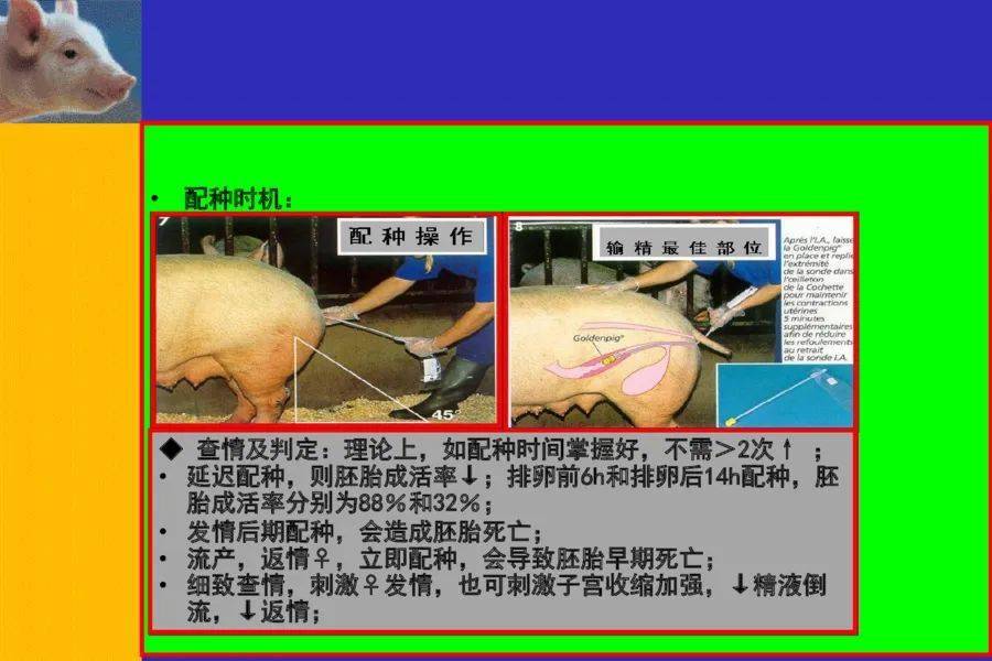 后备母猪的培育与流程化管理