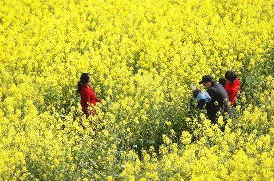 安义的15万亩油菜花海等你来 免费的哟