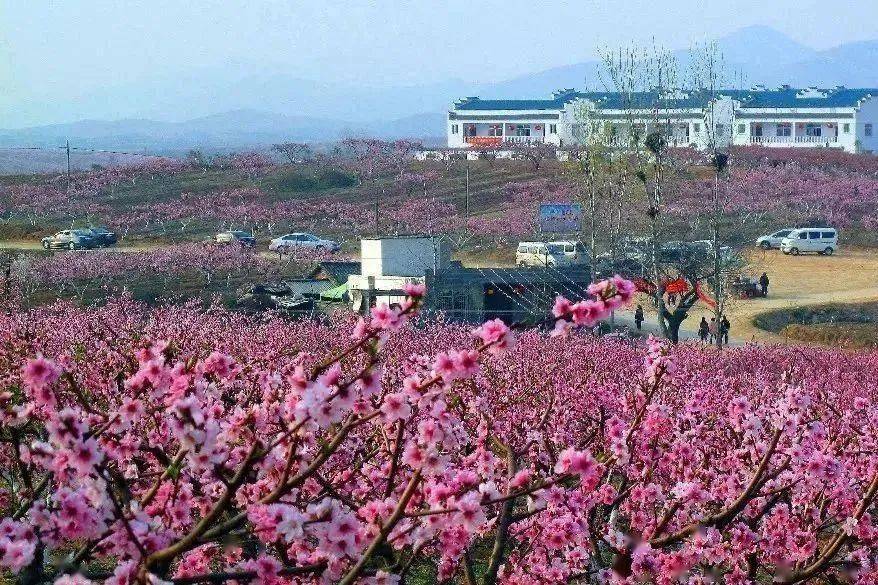 这些赏花秘境就在荆州你知道吗