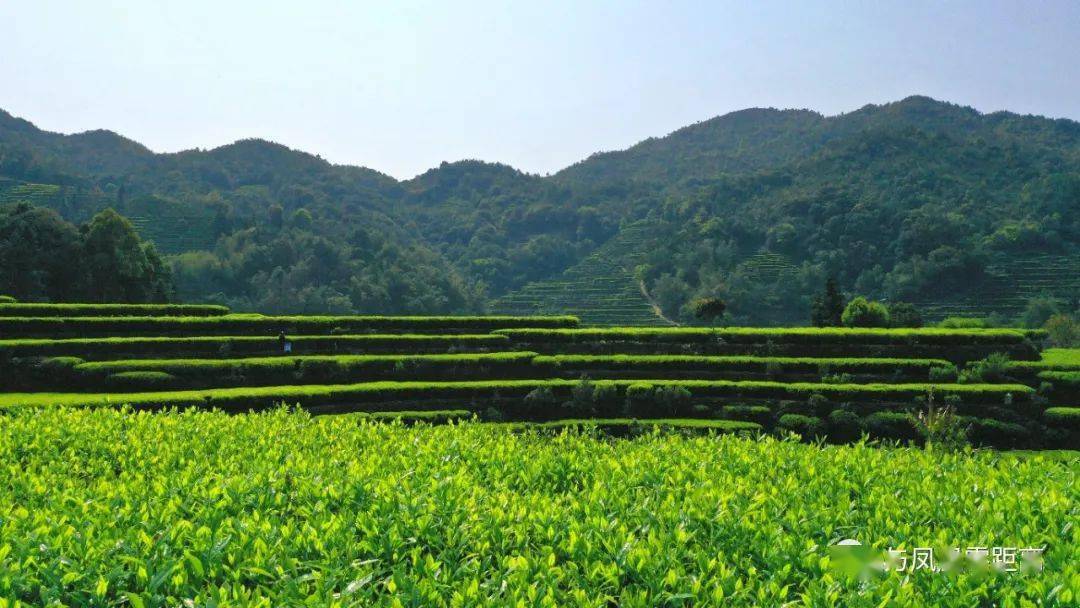 春,凤凰山_茶园