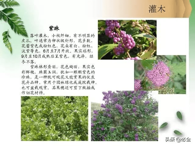 北方常见园林观赏植物小乔木及灌木