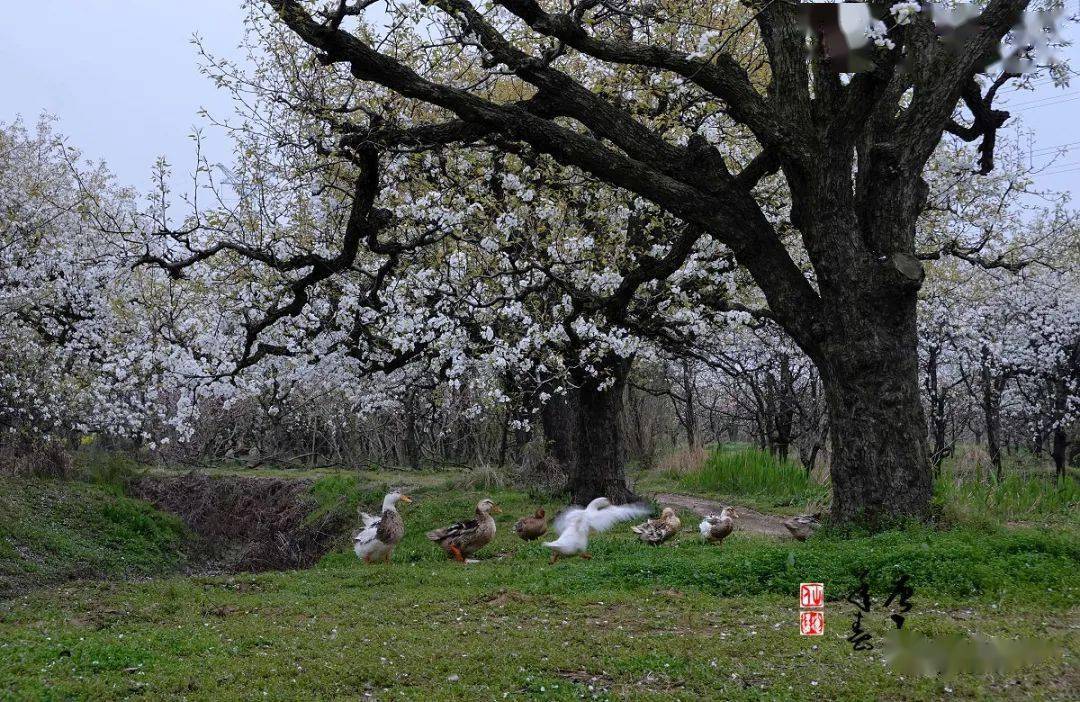 2021中国·砀山梨花节将于3月24日—4月20日