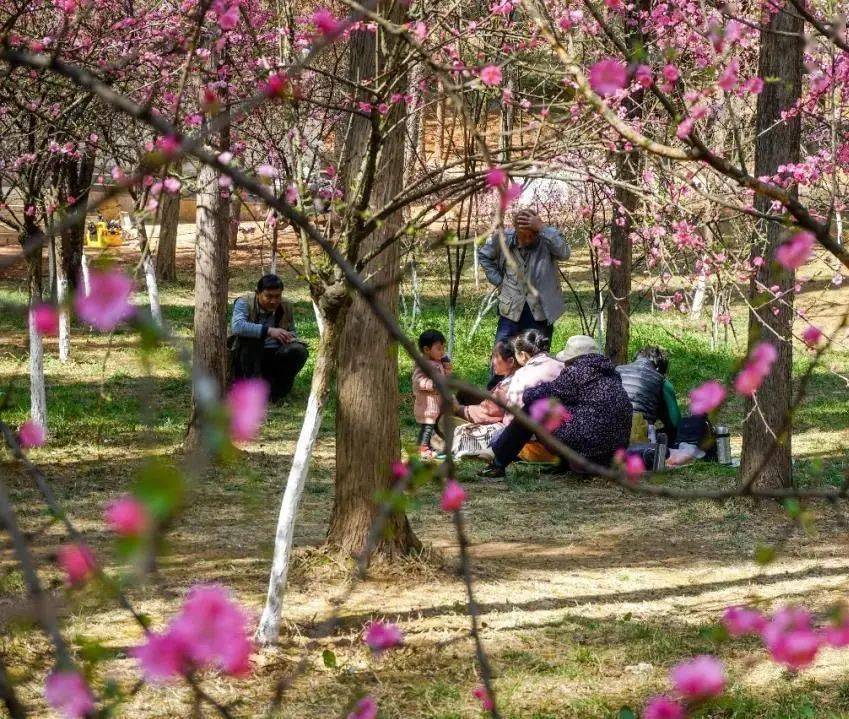 若再往远处寻觅,富民县款庄镇800余亩的桃花可谓漫山遍野,入目皆春色