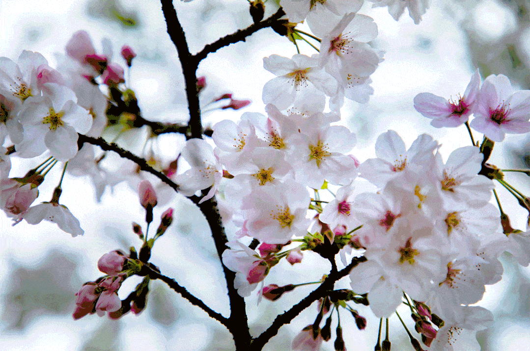 宜昌这条樱花大道特火!