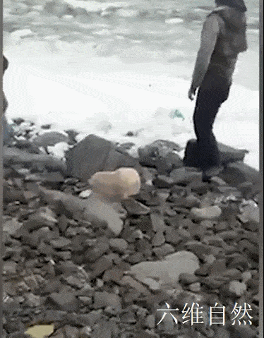 当动物保护组织的工作人员来到时,劝阻路人不要抚摸小海豹,同时不要