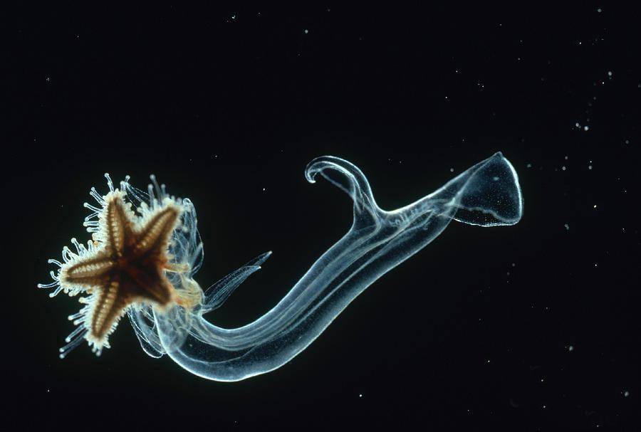 这种海星的幼体最大能长到35毫米,幼体内部会长出一个很小的海星雏形.